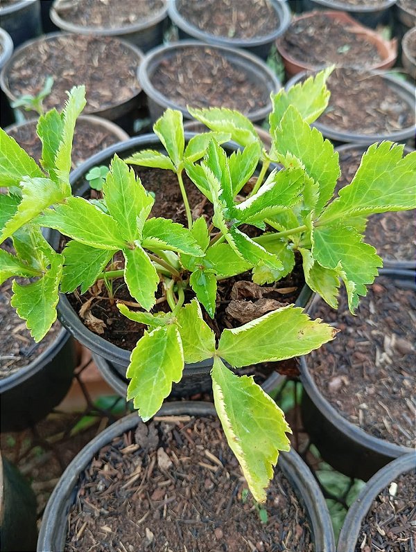 Muda Rara de Valeriana