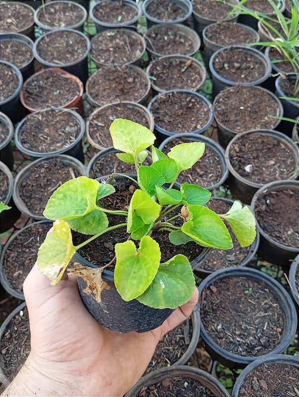 Muda Rara de Violeta Medicinal (Viola odorata)