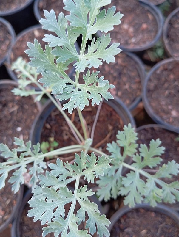 Muda Rara de Losna(Artemisia absinthium)