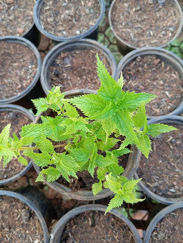 Muda rara de Urtiga Dioica