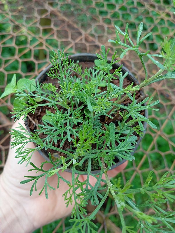 Artemisia camphorata