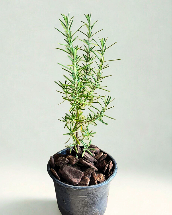 Muda Alecrim (Rosmarinus officinalis)