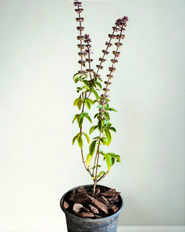 Muda de Manjerição (Ocimum basilicum)
