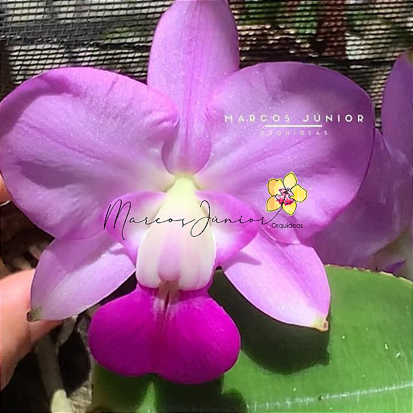 Cattleya Walkeriana Feiticeirinha "Sulamita"