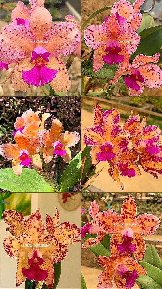 3 Cattleyas Amethystoglossa Áurea