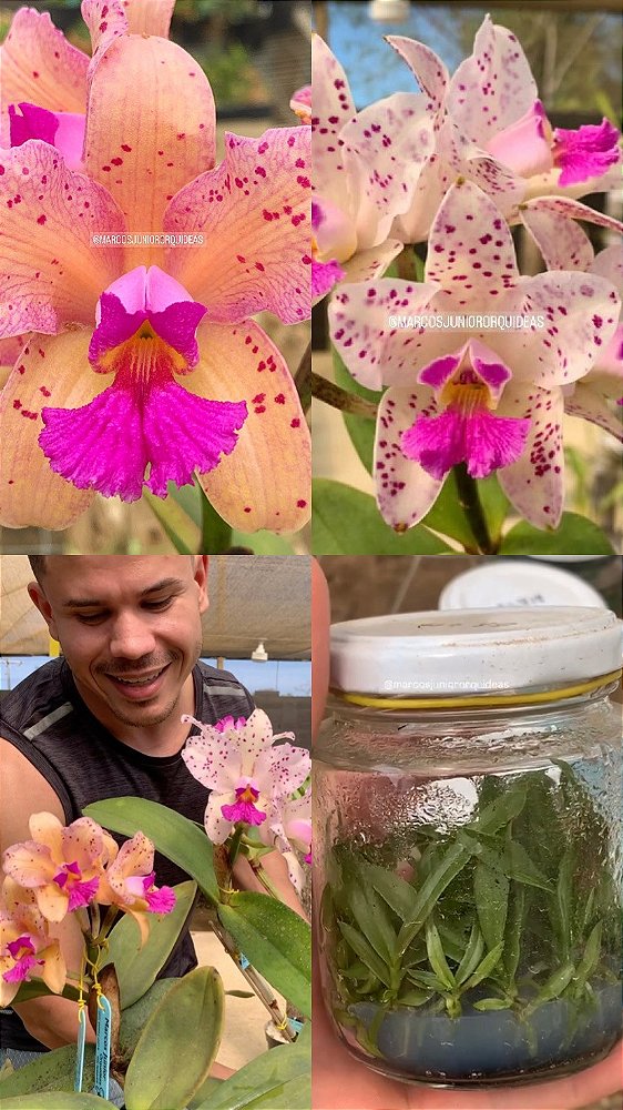 Frasco de Cattleya amethystolossa genética de Áurea