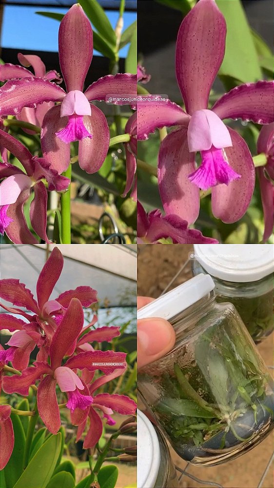 Frascos de Cattleya guttata RARIDADE