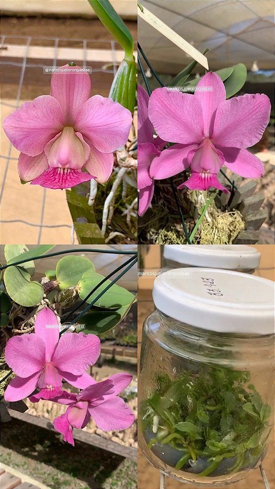 Frascos de Cattleya walkeriana Vinicolor