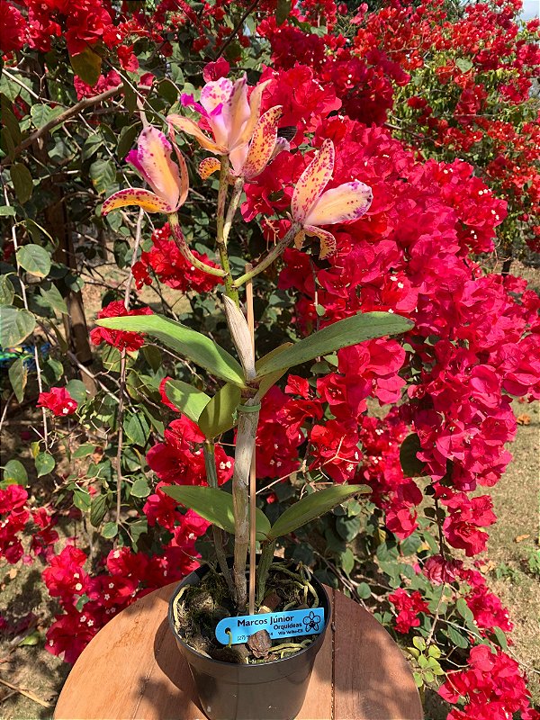 Cattleya amethystoglossa Áurea CONFIRMADA