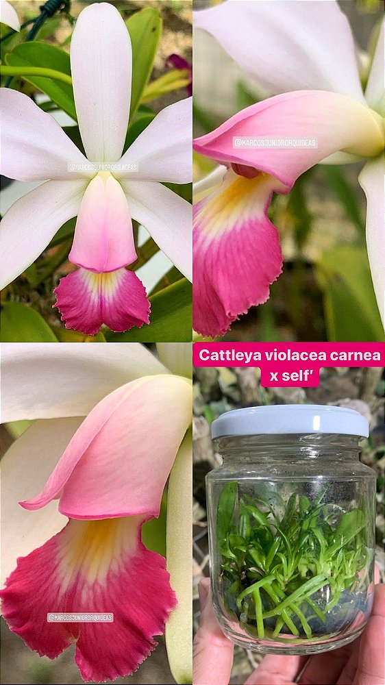 Frascos de Cattleya violácea CARNEA