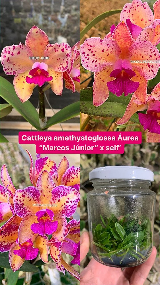 Frascos de Cattleya amethystoglossa Áurea "Marcos Júnior"
