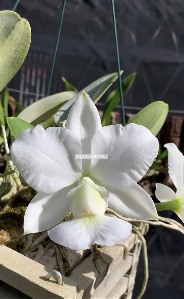 Cattleya walkeriana ALBA "Do Ovídio"