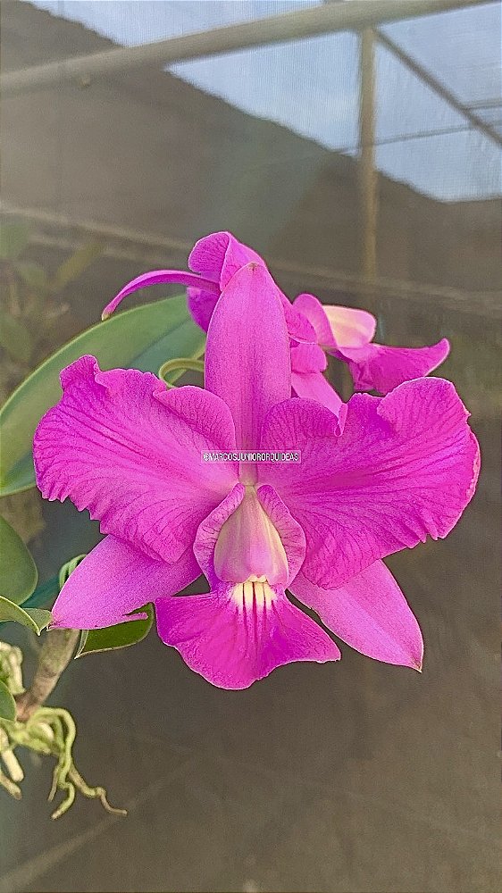 Cattleya walkeriana tipo pelórica