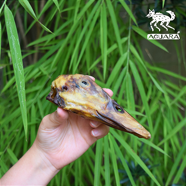 Cabeça de pato (3 un.) - Lecker