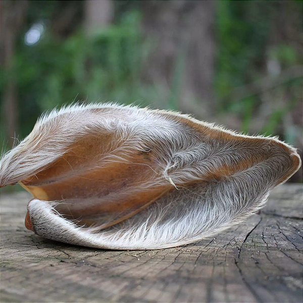 Orelha bovina (3 un.) - Lecker