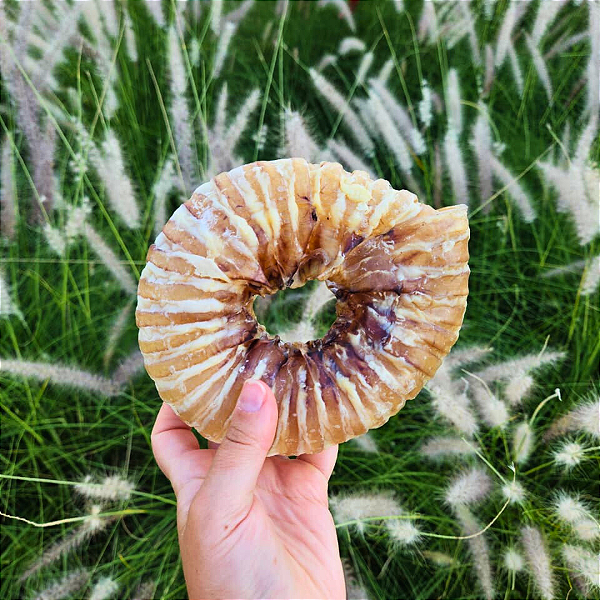 Traqueia Redonda - LUV