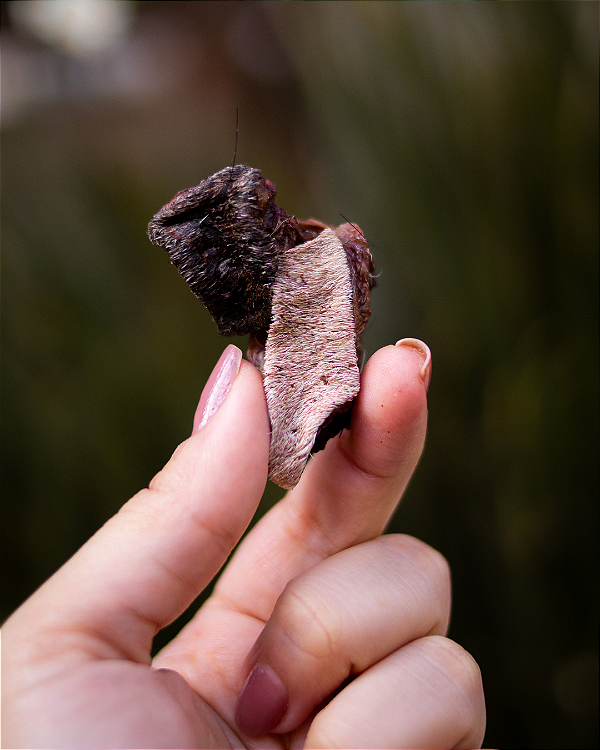 Bochecha Bovina (100g) - LUV