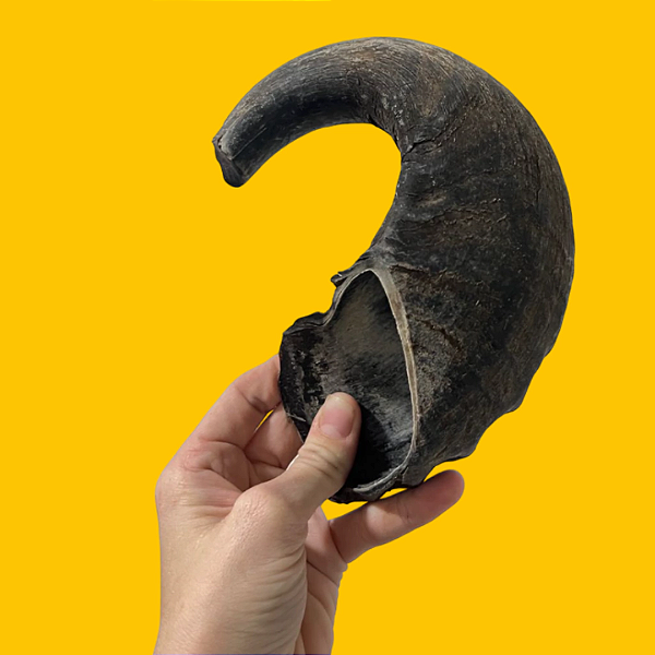 Chifre M Búfalo - Paparico