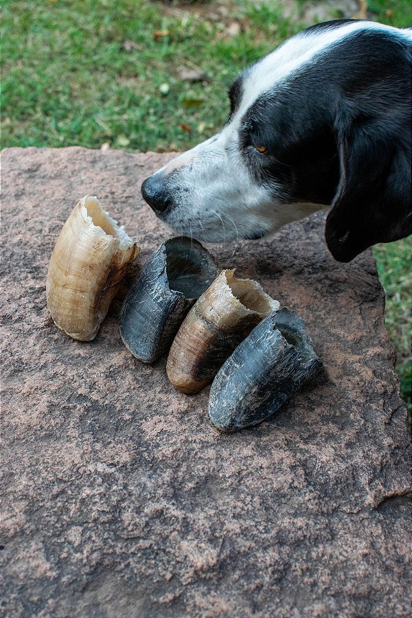 Casco bovino - Paparico