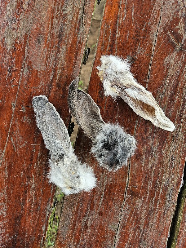 Orelha de coelho (5 un.) - Paparico