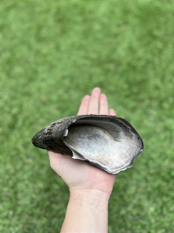 Casco de búfalo - Paparico