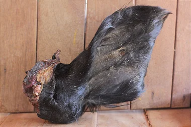 Orelha de búfalo com ouvido (2 un.) - Lecker