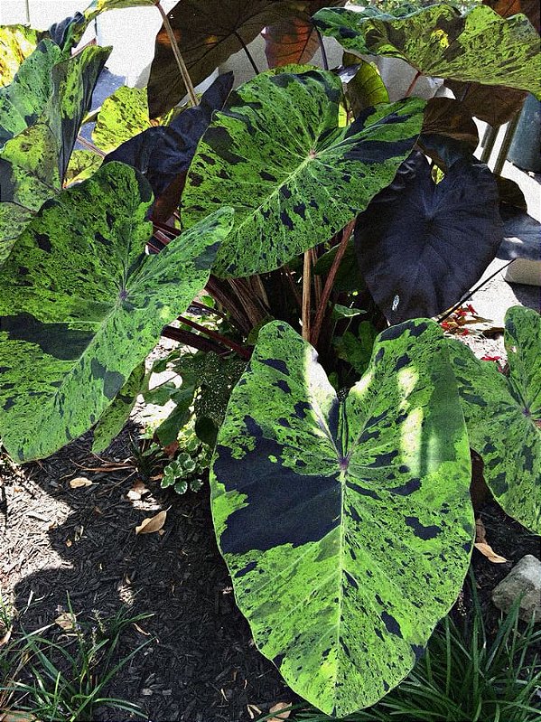 Colocasia Mojito #16