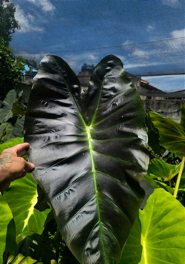 Colocasia Aloha #11