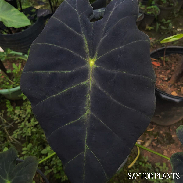 Colocasia Ilustris #3