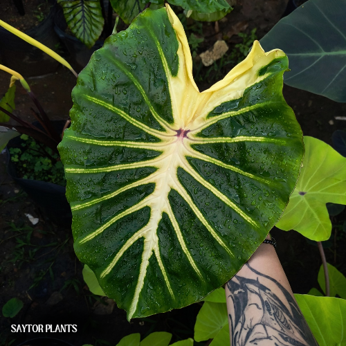 Colocasia White Lava #22