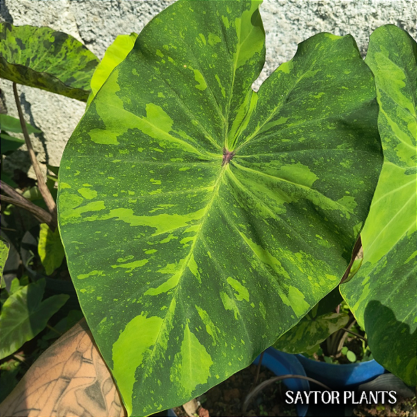 Colocasia Limon Lime Gecko #8