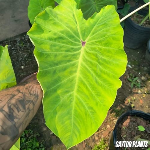 Colocasia Elena #2