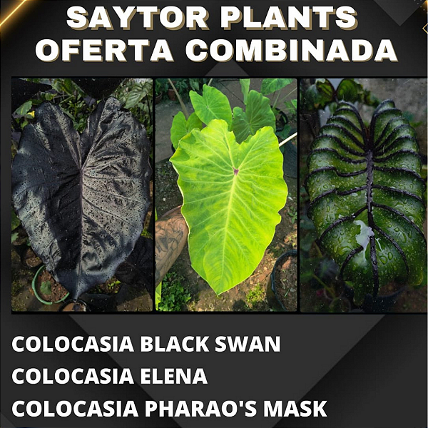 Colocasias - Oferta combinada #1