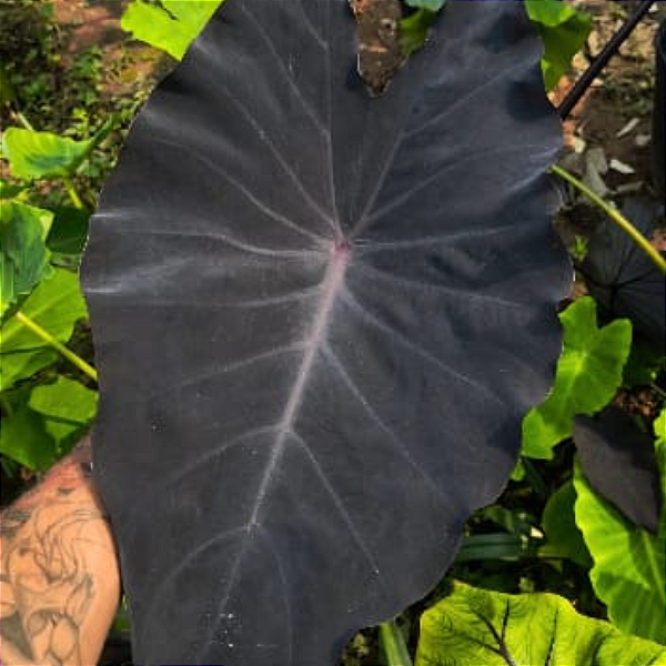 COLOCASIA BLACK MAGIC #1