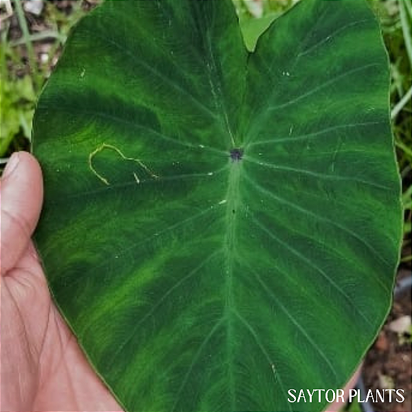 Colocasia Green Magic #4