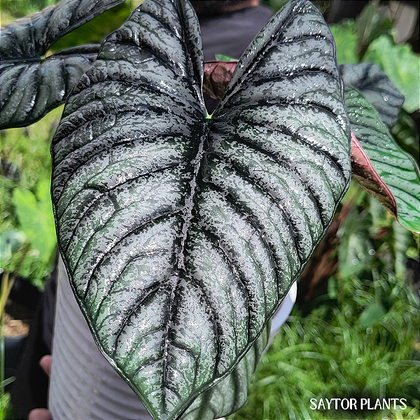 Alocasia Nebula Imperialis