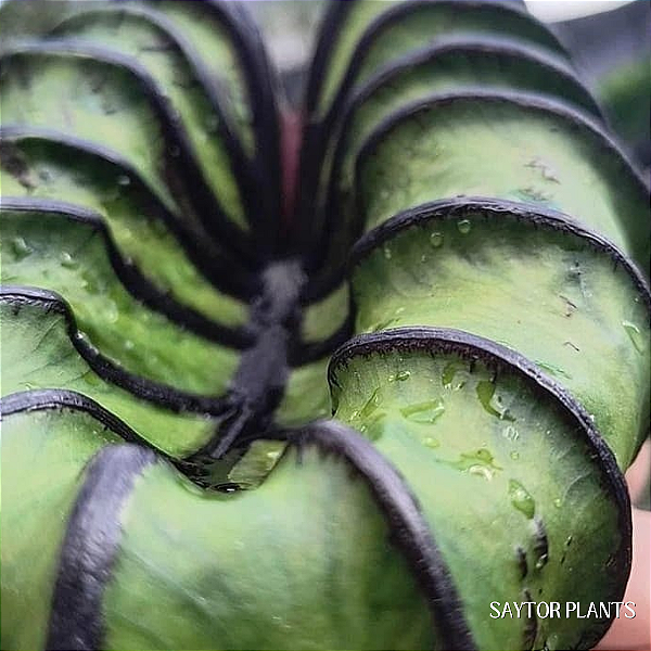 Colocasia Pharaoh´s Mask #20