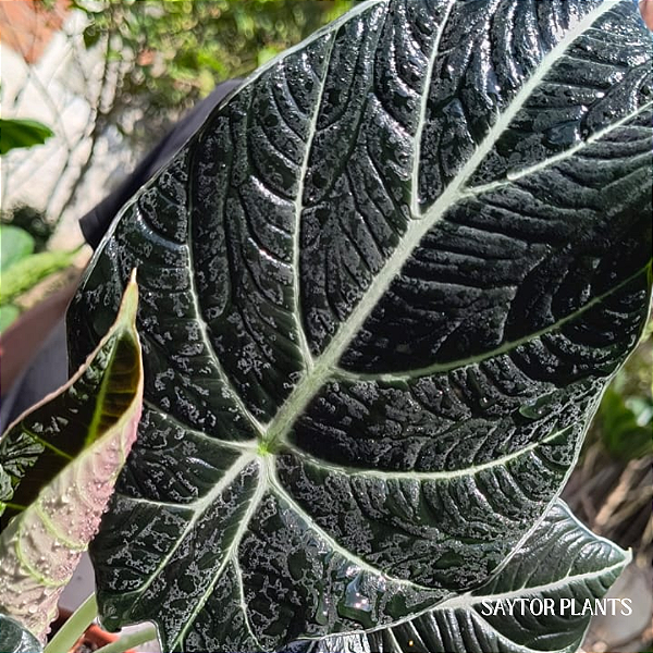 Alocasia Black Velvet