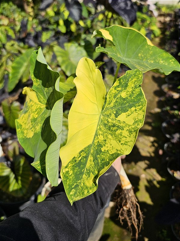 Colocasia Yellow Splash #18