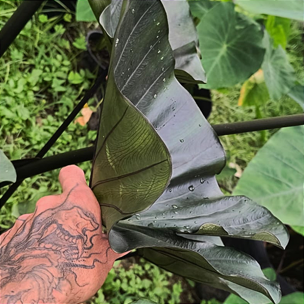 Colocasia Tea Cup #9