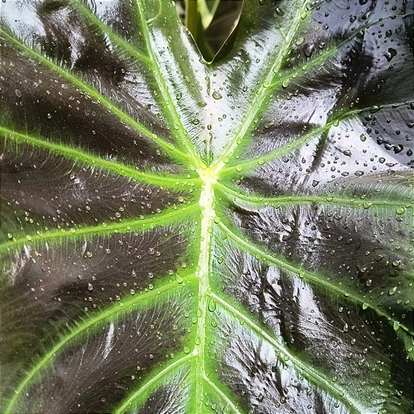Colocasia Aloha #11