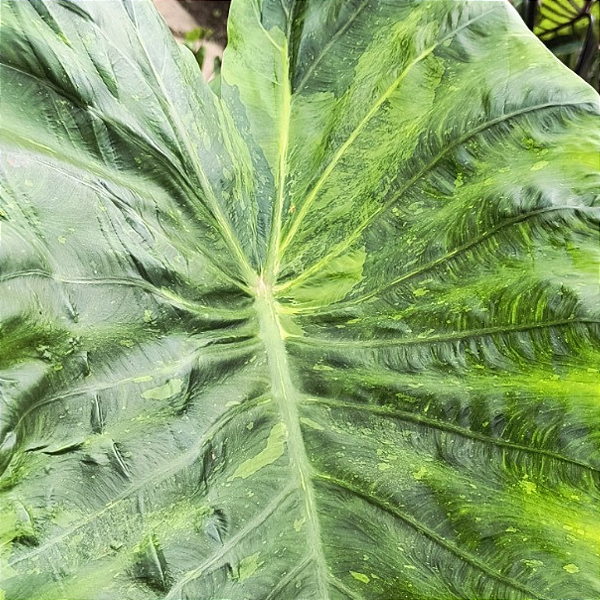 Colocasia Morning Dew #14