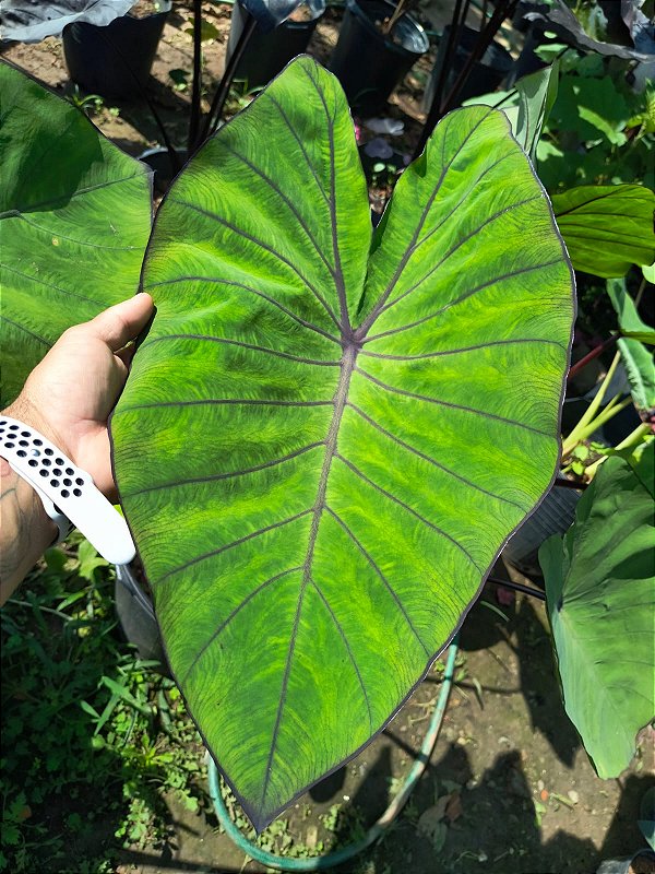Colocasia Blue Hawaiian #17