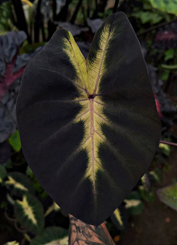 Colocasia Tropical Storm #19
