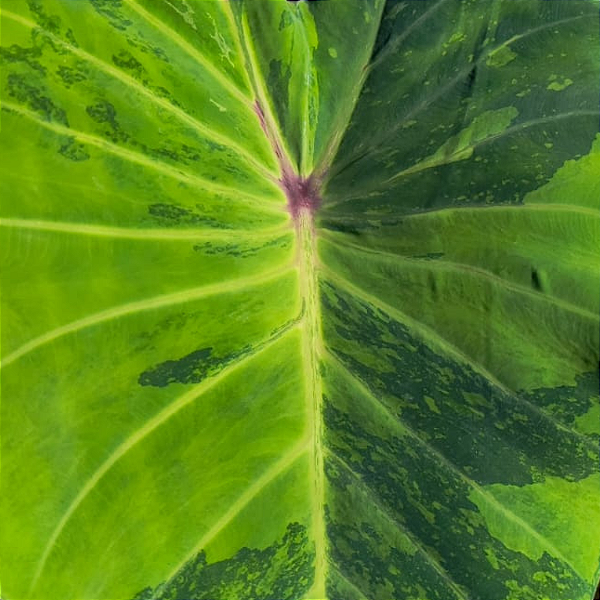 Colocasia Limeade #21