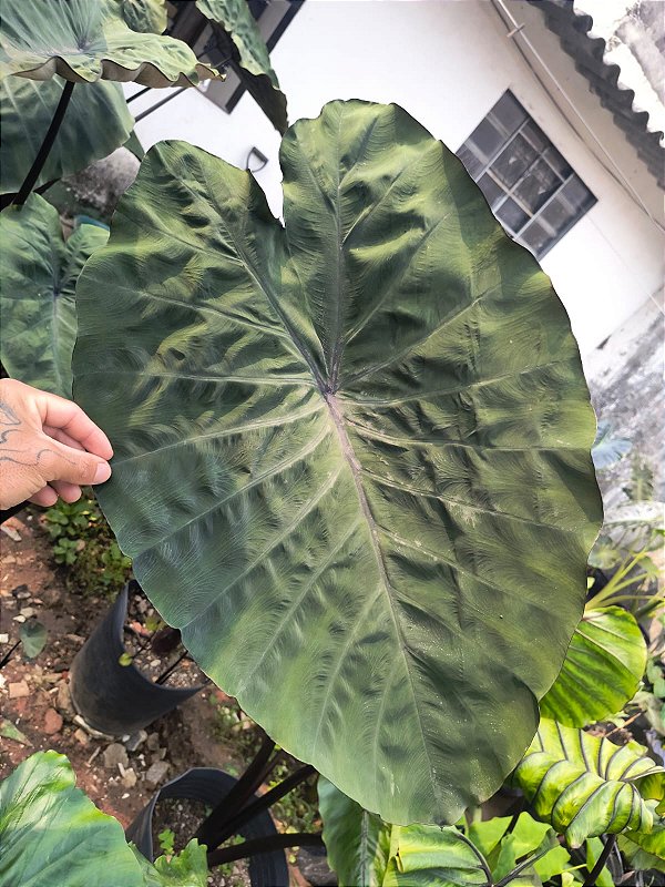 Colocasia Crocodile Leather #23