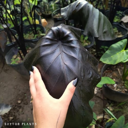 ⚫ Colocasia Exodus #27 - Hibrido Saytor Plants