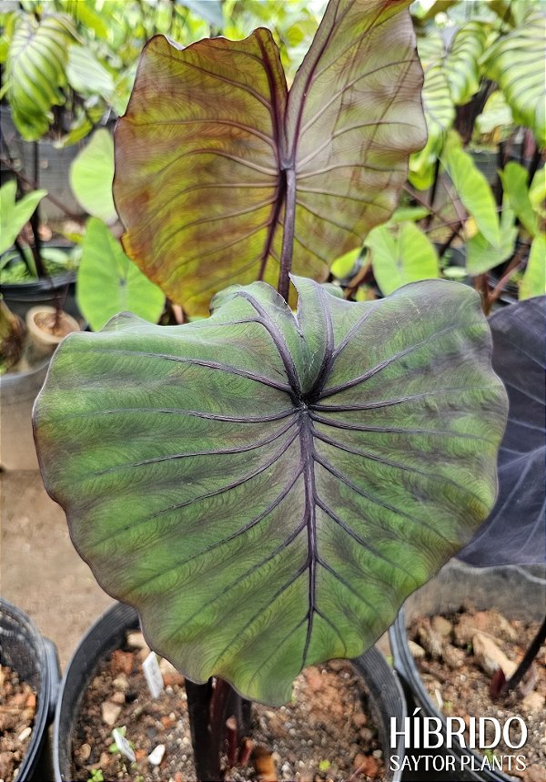 Colocasia Leviatã #29 - Híbrido Saytor Plants