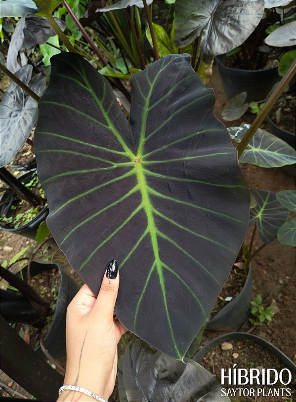 Colocasia Cronos #28 - Híbrido Saytor Plants