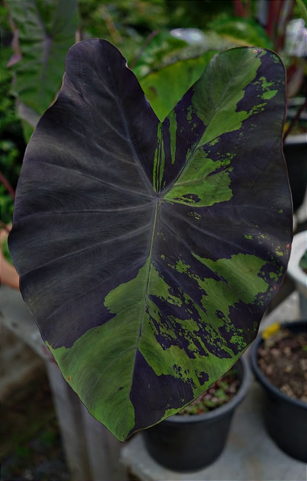 Colocasia Anubis #32